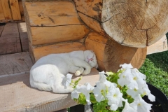 кот